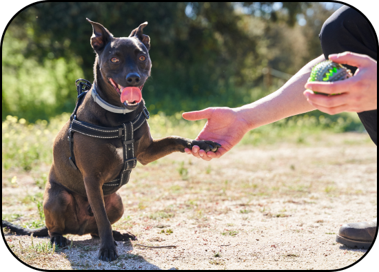 LLOREDA PET ANIMA SERVICIOS BIENESTAR Y COMPORTAMIENTO ANIMAL