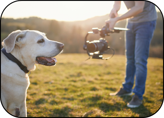 LLOREDA PET ANIMA SERVICIOS FOTOGRAFÍA ANIMAL
