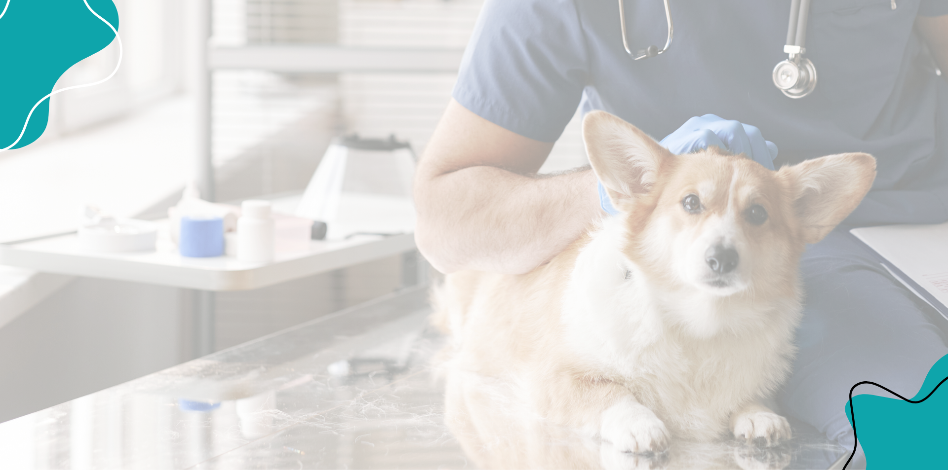 Centro de Bienestar Animal <br/> Lloreda Pet Anima