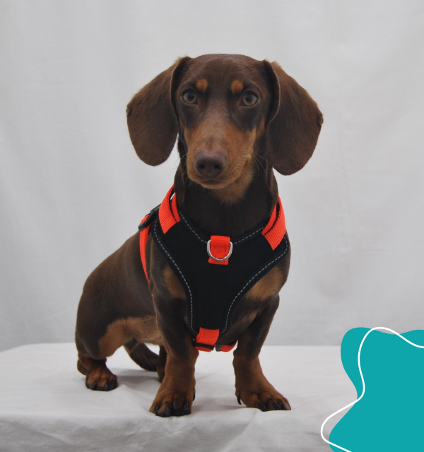 LLOREDA PET ANIMA FOTOGRAFÍA MASCOTA 1