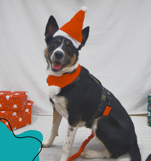 LLOREDA PET ANIMA FOTOGRAFÍA MASCOTA 3