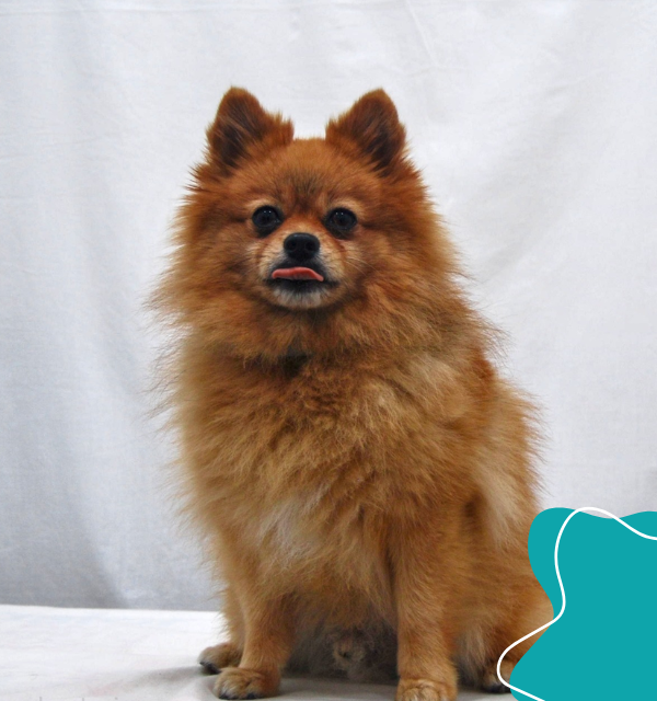 LLOREDA PET ANIMA FOTOGRAFÍA MASCOTA 2